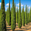Cypress