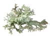 Algae