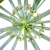 Cypriol