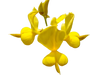 Spanish Broom