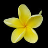 Frangipani