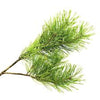 Virginia Cedar