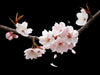 Cherry Blossom