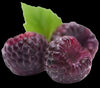 mulberry