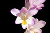Freesia