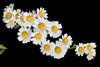 Chamomile