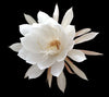 Night blooming Cereus