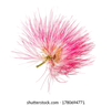 Silk Tree blossom