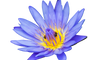 Blue Lotus