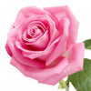 Grasse Rose