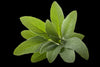 sage