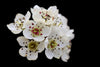 Pear Blossom