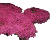 Red Thyme