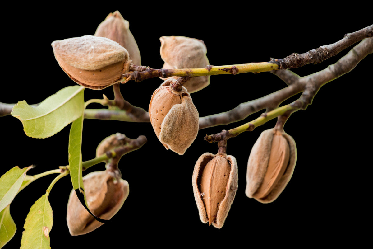  Almond Tree