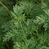 الارطماسيا