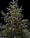 Balsam fir