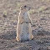 Beaver