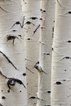 Birch