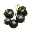 Black currant