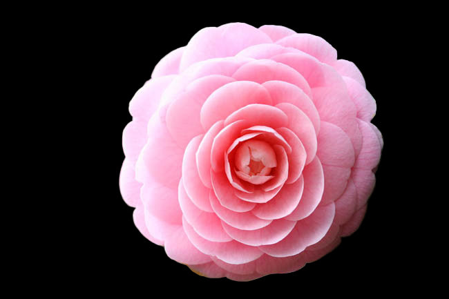 Camellia 