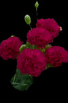 زهر القرنفل