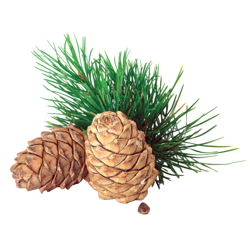 Cedar