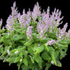 Clary Sage