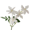 Hedione
