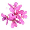 Rose Geranium
