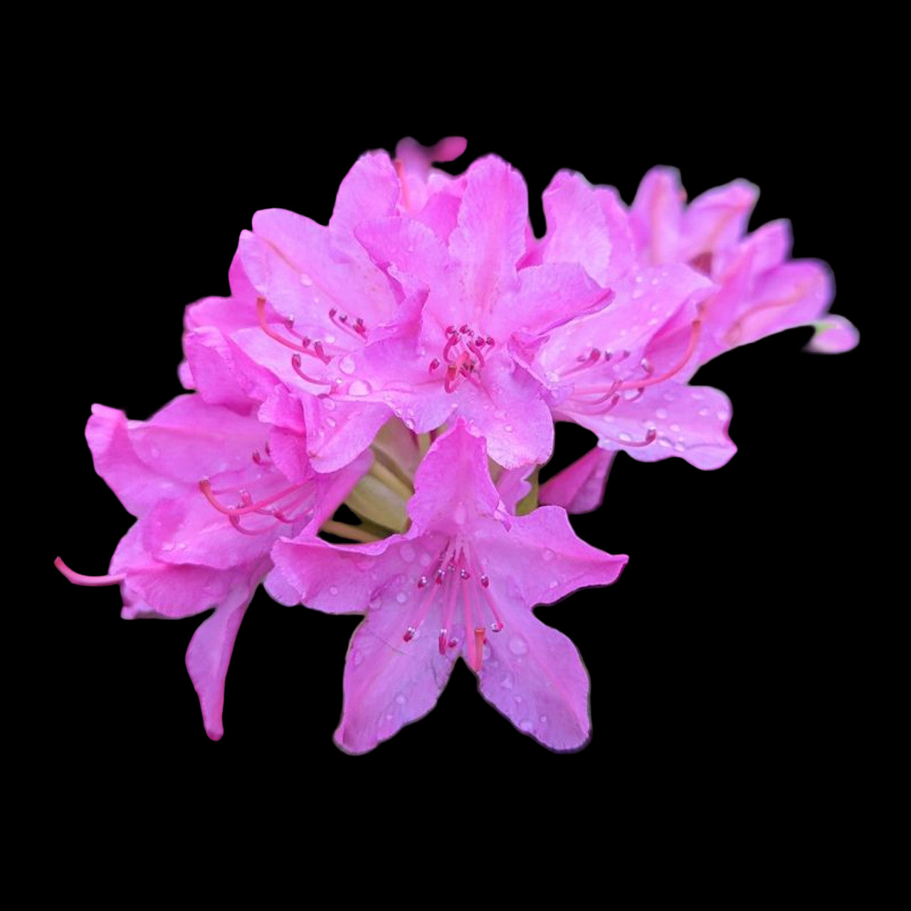Rosebay 