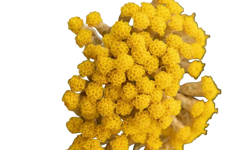 Immortelle