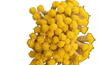 Immortelle