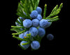 Juniper berries