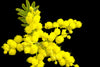 Mimosa