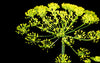 Galbanum