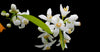 Orange blossom