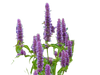 Patchouli