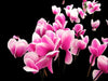 Cyclamen