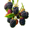 Blackberry