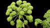 Angelica