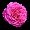 Bulgarian Rose