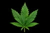 Cannabis