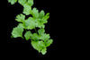 coriander