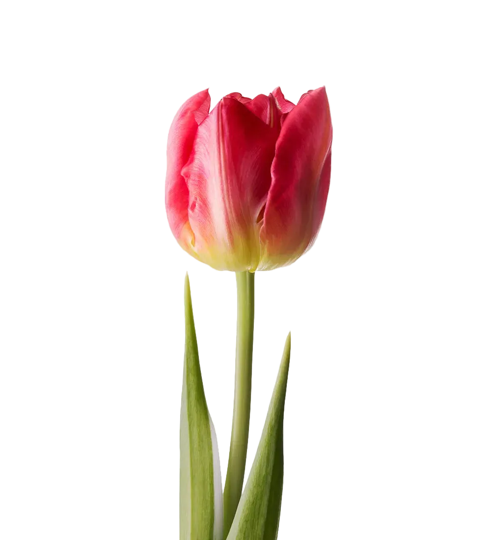 Tulip