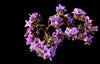 heliotrope 