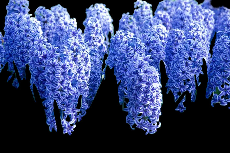 Hyacinth 