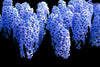 Hyacinth 