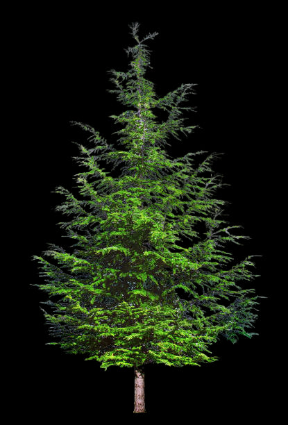 White Cedar 