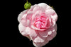 Taif Rose