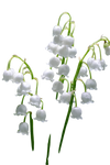 Lily of the Valley